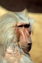 Mit Tonwertkorrektur